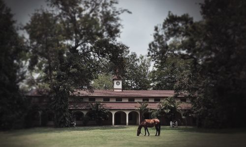 horse.jpg